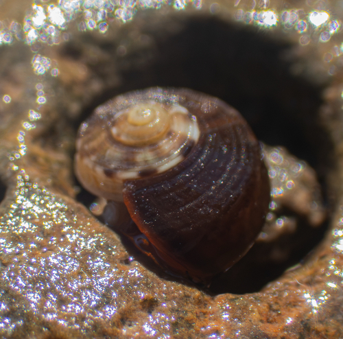Norrisia norrisii, 2026-10-27