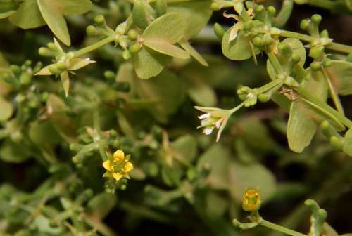 Roepera eremaea (Roepera eremaea)
