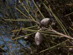Hakea leucoptera leucoptera