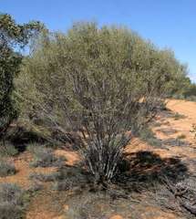 Hakea leucoptera leucoptera