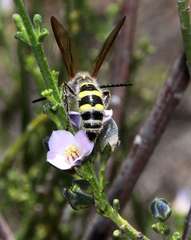 Laevicampsomeris formosa