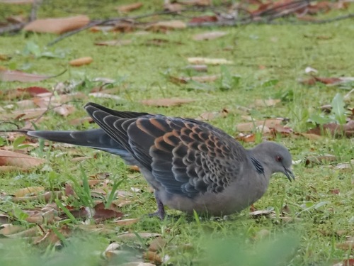 Streptopelia orientalis observed 2026-10-28