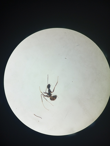 Paratrechina longicornis observed 2026-10-28