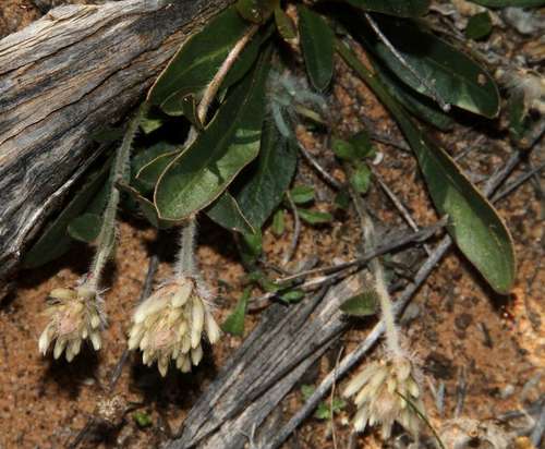 Image of Ptilotus seminudus by (c) Russell Best, some rights reserved (CC BY)