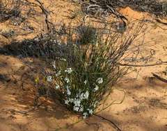 Orianthera nuda