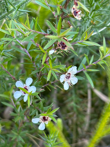 Leptospermum scoparium observed 2026-10-28