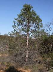 Codonocarpus cotinifolius