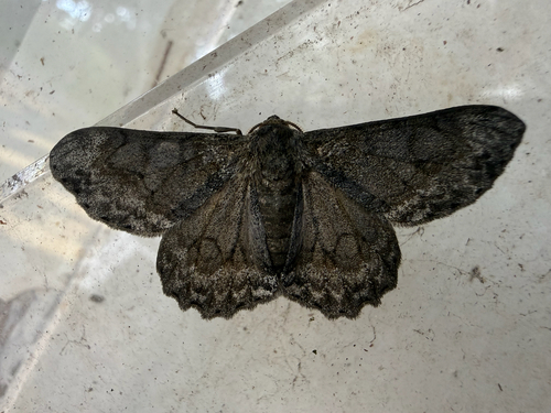 Tephrosia observed 2026-10-28