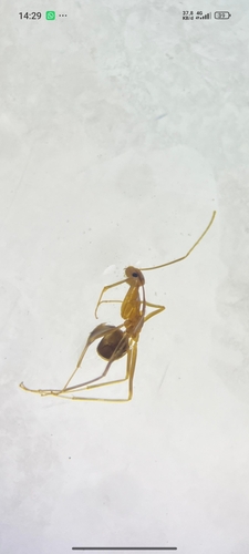 Anoplolepis gracilipes observed 2026-10-28