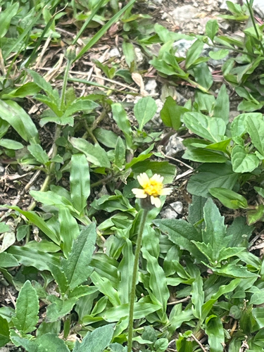 Tridax procumbens observed 2026-10-28