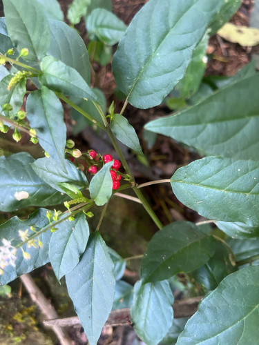 Rivina humilis observed 2026-10-28