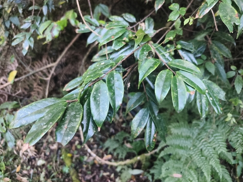 Prunus observed 2026-10-28