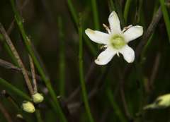 Orianthera nuda