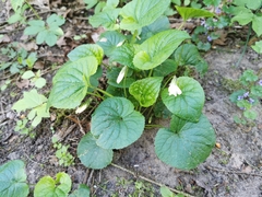 Viola mirabilis