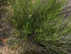Orianthera nuda