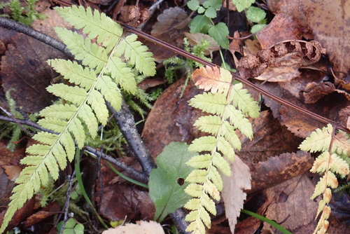 Dryopteris carthusiana observed 2026-10-27