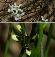 Orianthera nuda