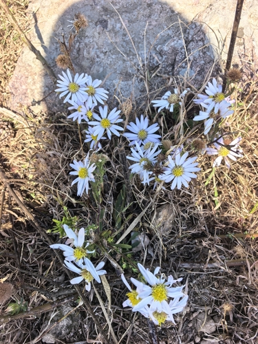 Aster observed 2026-10-28