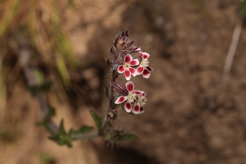 Silene gallica observed 2026-10-28