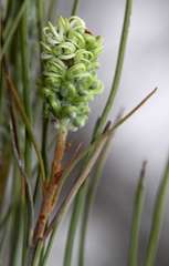 Grevillea pterosperma