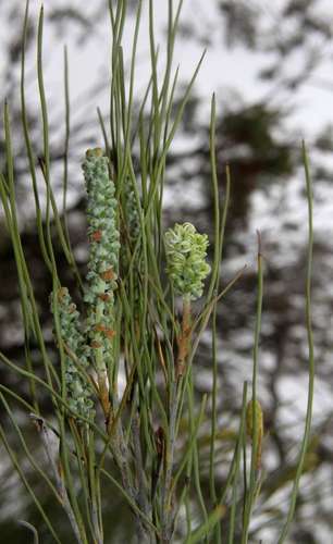 Image of Grevillea pterosperma by (c) Russell Best, some rights reserved (CC BY)
