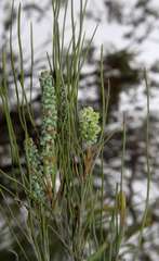 Grevillea pterosperma
