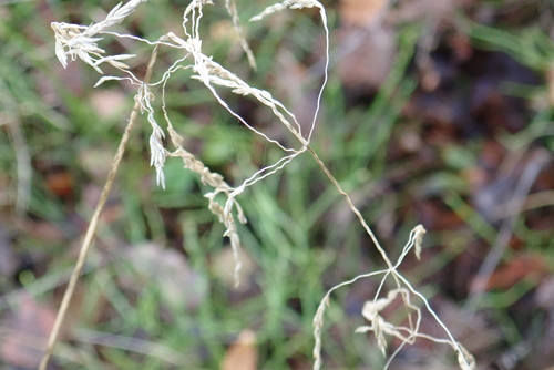 Deschampsia cespitosa observed 2026-10-27