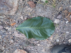 Quercus