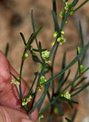 Muehlenbeckia diclina