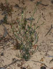 Muehlenbeckia diclina