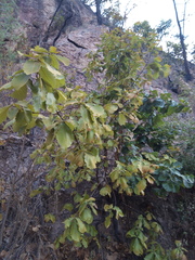 Quercus