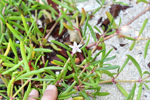 Sesuvium portulacastrum observed 2026-10-28
