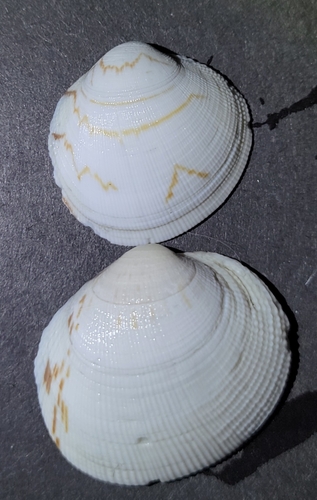 Leukoma staminea observed 2026-10-28