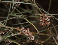 Acacia rigens