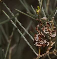 Acacia rigens