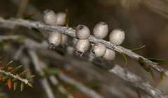 Melaleuca halmaturorum