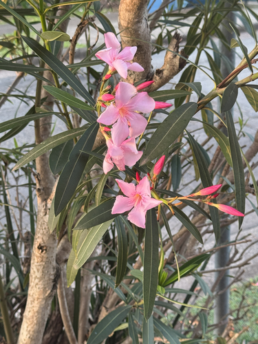 Nerium oleander observed 2026-10-28