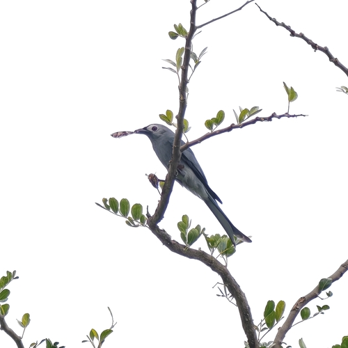Dicrurus leucophaeus observed 2026-10-28