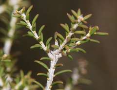 Melaleuca halmaturorum
