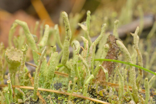 Cladonia macilenta observed 2026-10-26