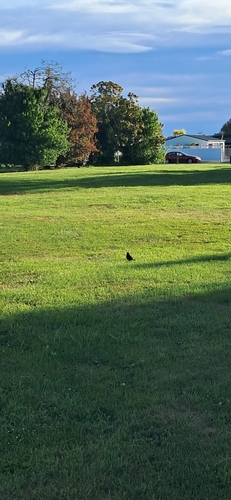 Turdus merula, 2026-10-28