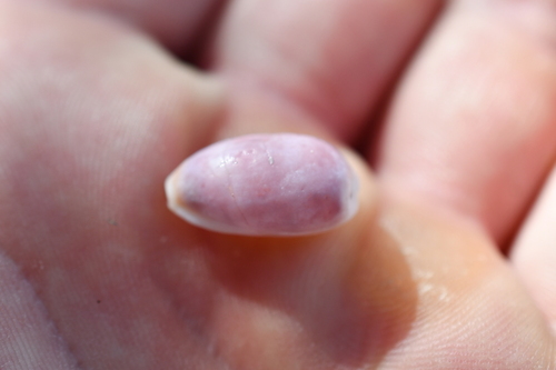 Cypraea observed 2026-10-28