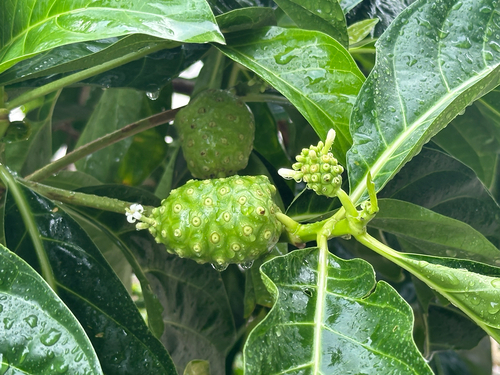Morinda citrifolia observed 2026-10-28