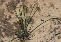 Tricoryne tenella