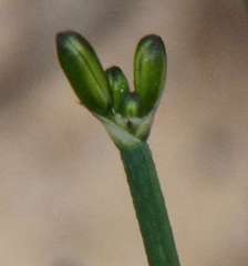 Tricoryne tenella