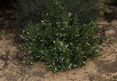 Prostanthera serpyllifolia microphylla