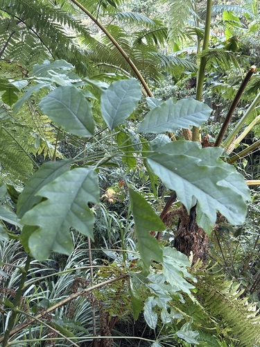 Schefflera observed 2026-10-28
