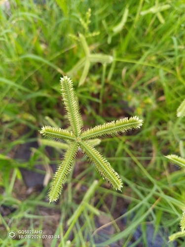Dactyloctenium aegyptium observed 2026-10-28