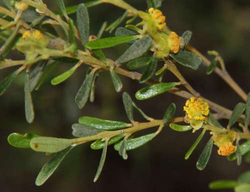 Image of Beyeria opaca by (c) Russell Best, some rights reserved (CC BY)