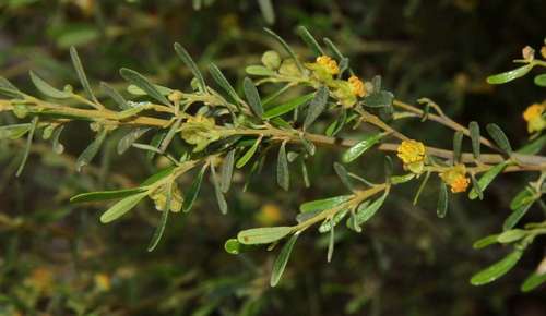 Image of Beyeria opaca by (c) Russell Best, some rights reserved (CC BY)